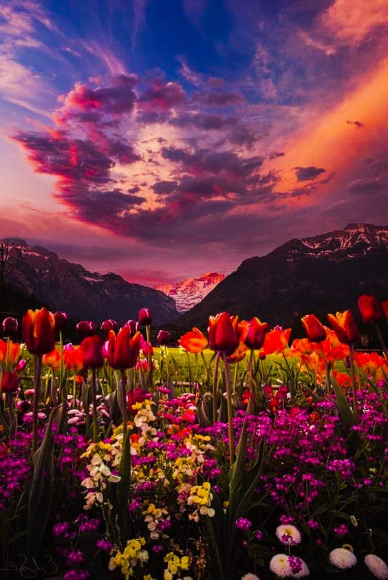 𓂂𓏲ꕤ˖˳·˖ ִֶָ ⋆🌹⚘️💋⋆ 𓏲ꕤ tweet media