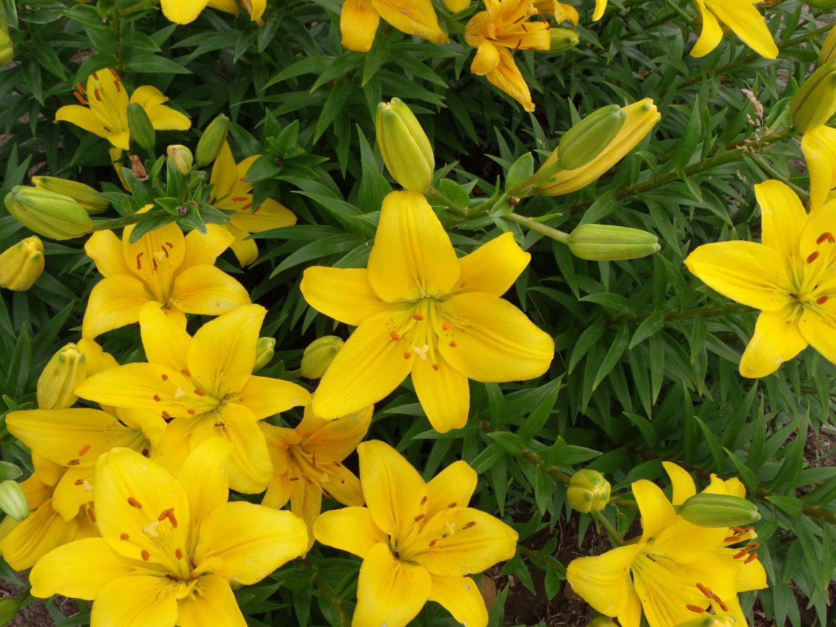 kstersrewind's tweet photo. #photo #photos #pic #pictures #photographs #picture #photograph #photography #nature #flowers #naturephotography #lilies https://t.co/cHPJORO1uA