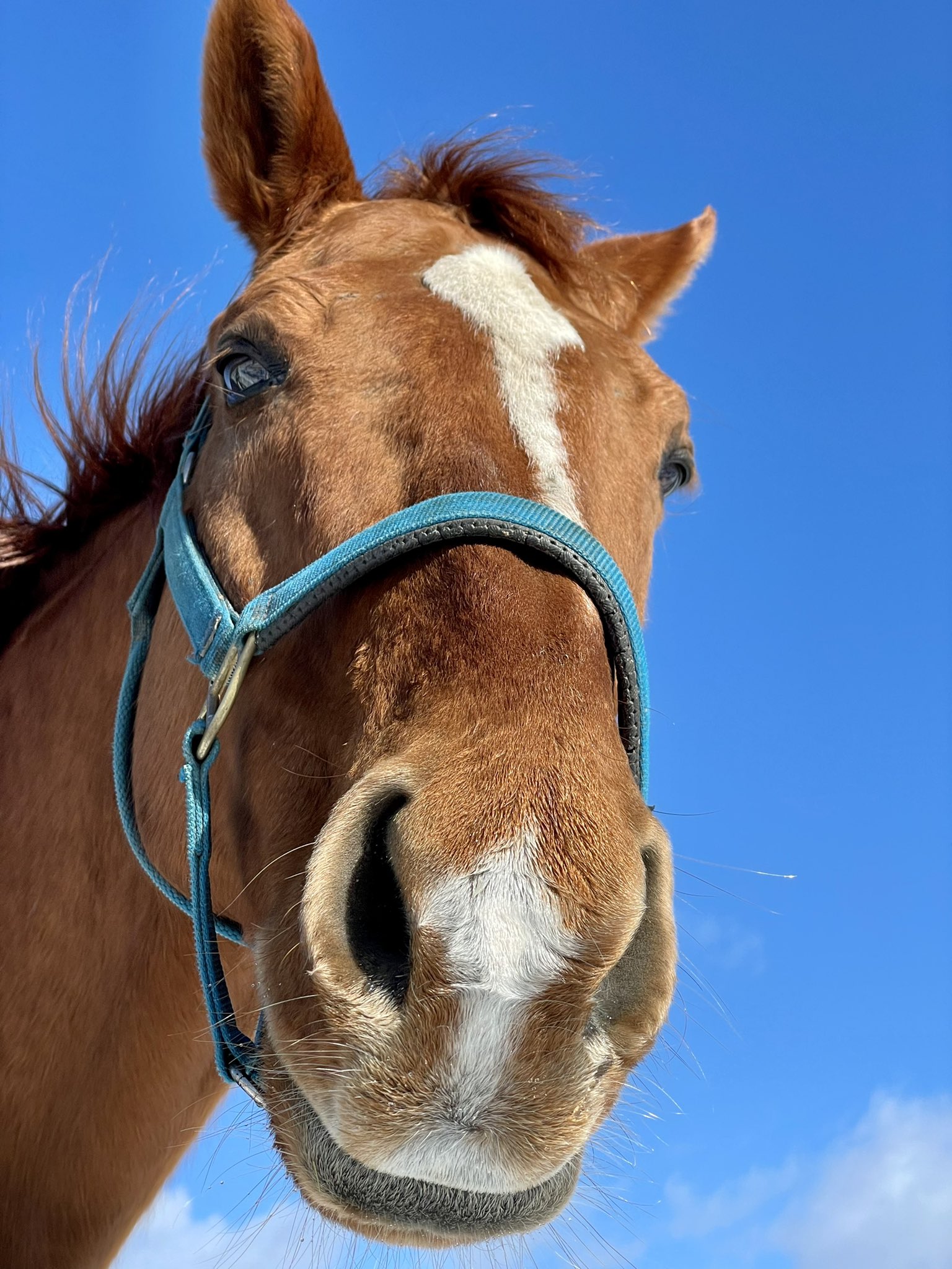 もこhorse Nfhorse Twitter