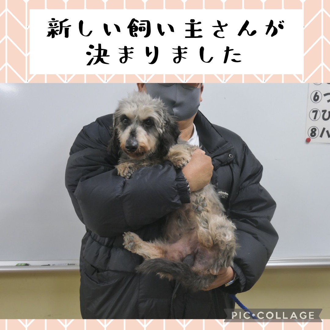 本日の譲渡会でワンちゃんの新しい飼い主さんが決まりました 