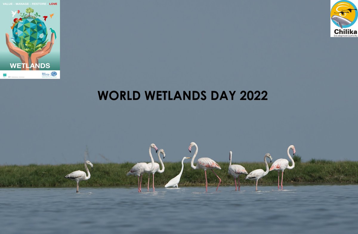 ChilikaDevAuth's tweet image. Wetland&apos;s action for people and nature showing the actions required to ensure the conservation and sustenance of wetlands. #WorldsWetlandsDay