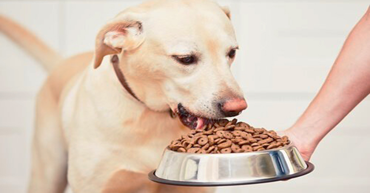 Собака с морковкой. Кормление собак. Можно собаке есть рыбу. Можно собаке есть рыбу. Можно собаке есть рыбу.