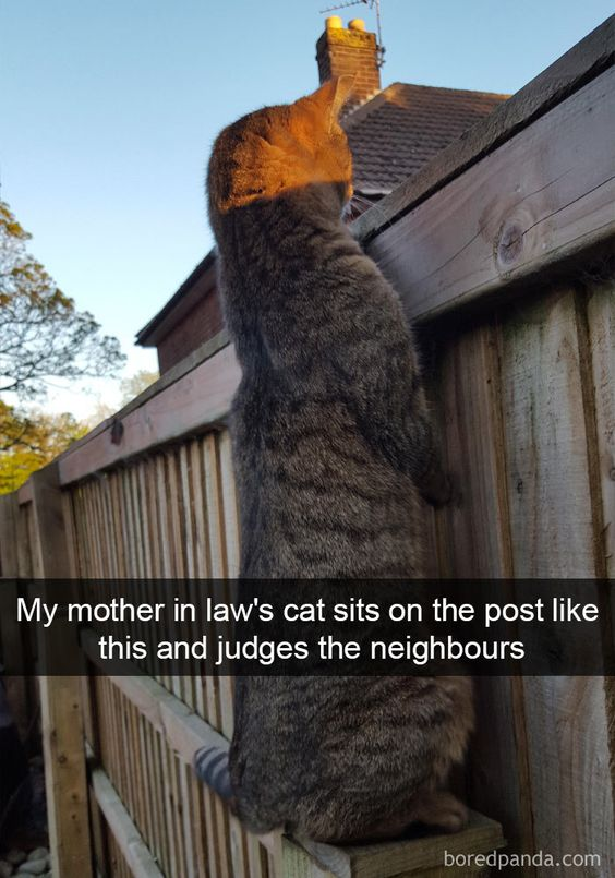 WholesomeMemes (@wholesomememe) on Twitter photo 