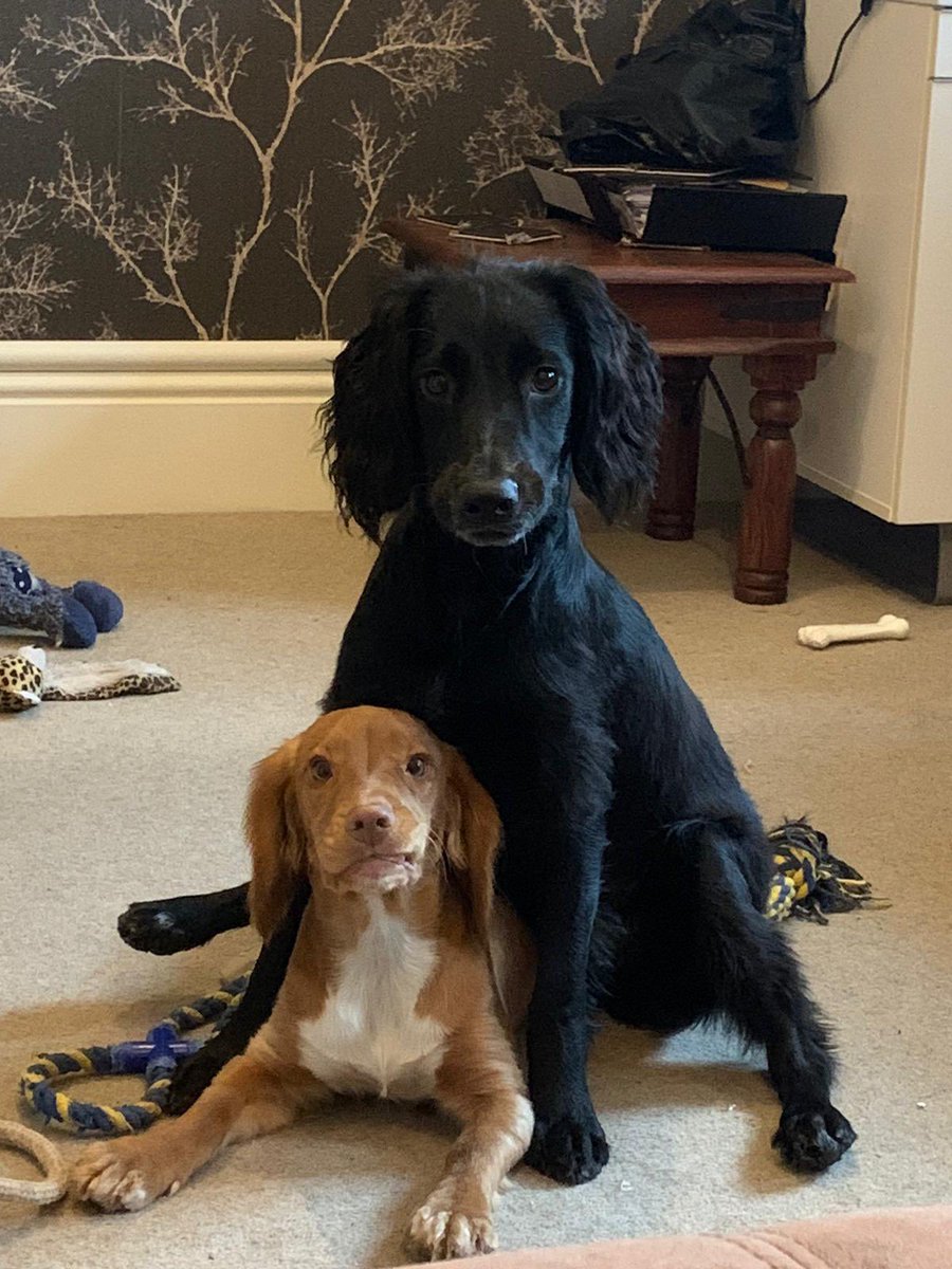Topshell1's tweet photo. @NathanEvanss @rickygervais My crazy spaniels Monty &amp; Ruby say 'Hi'!! https://t.co/xvk2baibUu