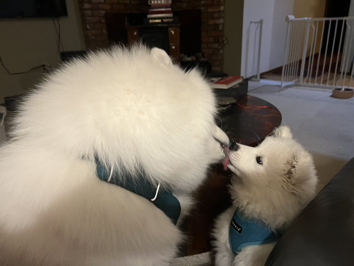 law dog, esq. tweet media