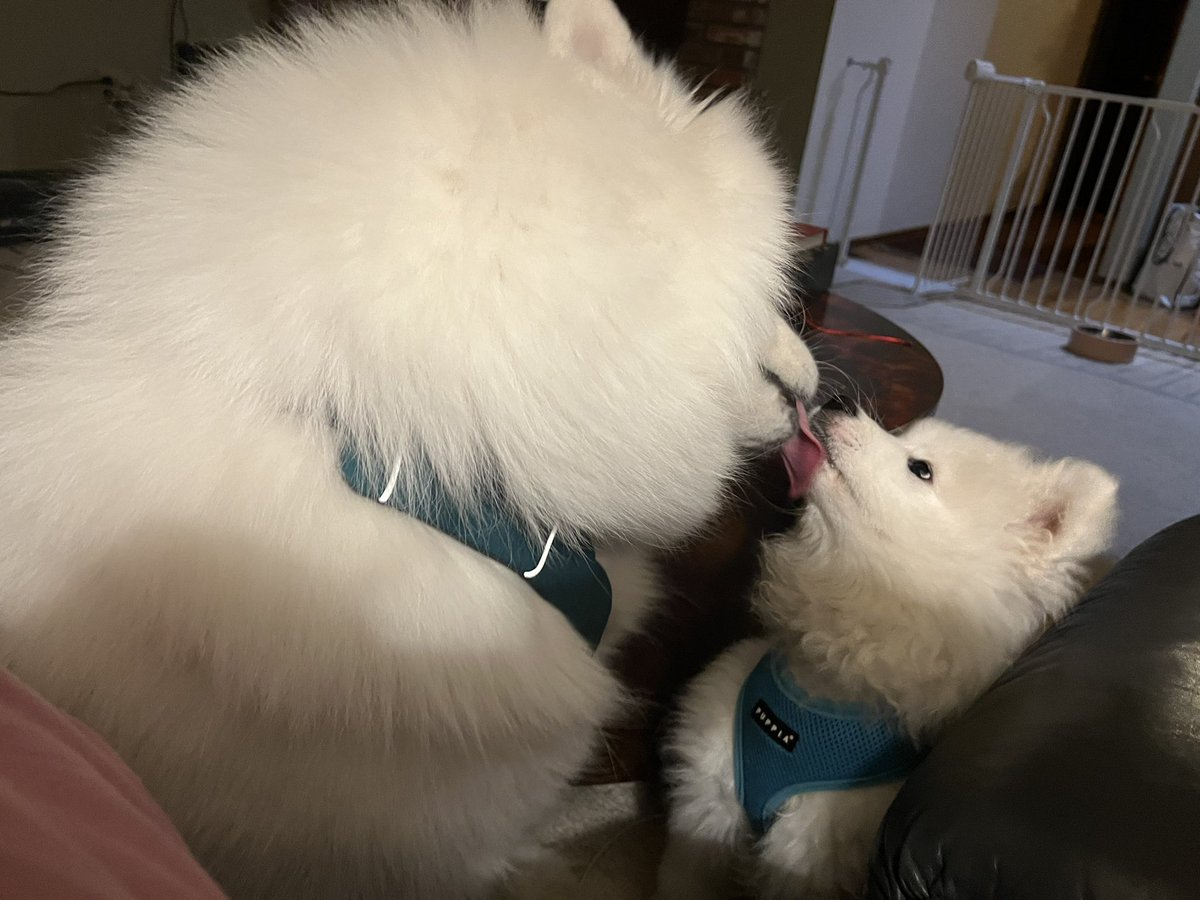 law dog, esq. tweet media