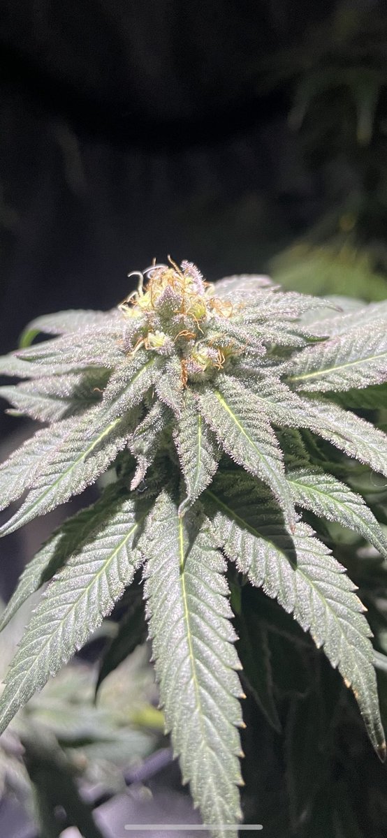 Looking pretty good if I say so myself. Bubba Kush x Cherry Pie testers from <a href="/irvineseedco/">Irvine Seed Company</a> She’s got a 👃 on her sweet cherry is the dominant aroma #growyourown #spiderfarmer #sf200