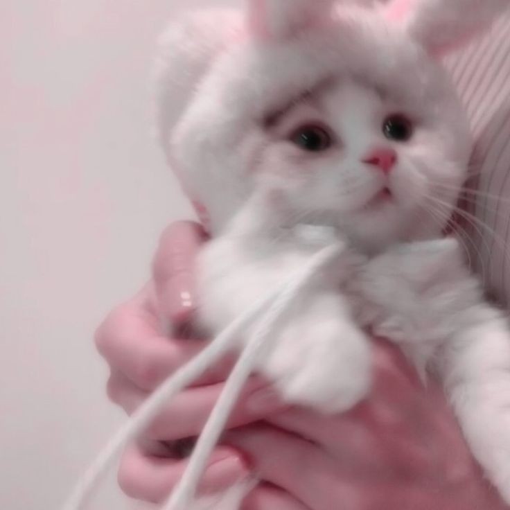 noteacals's tweet photo. ╭┄ A thread of threads ꒰⑅ᵕ༚ᵕ꒱˖♡  ┄┄ https://t.co/dL2NZzciMY