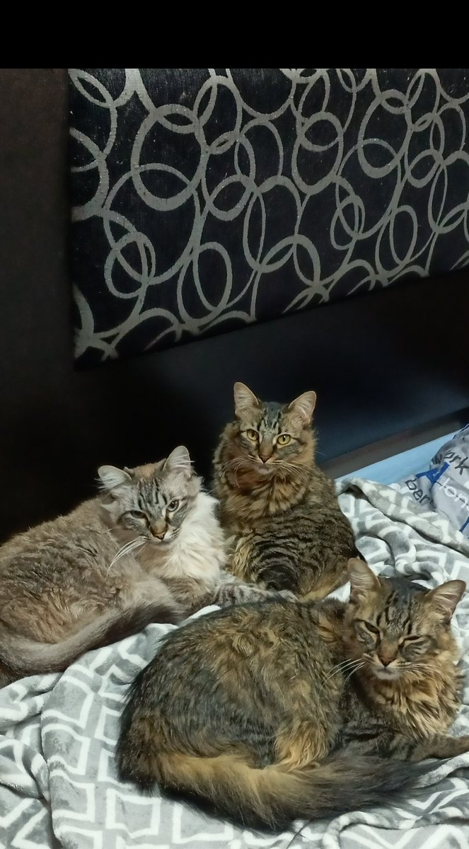 Rosiris08790208's tweet photo. @arr1910 Adoptados a los días de nacidos, su madre murió y los cuidamos para darlos en adopción, finalmente no pudimos separarnos de ellos, ahora tienen 2 añitos https://t.co/ANtEZ19U9H