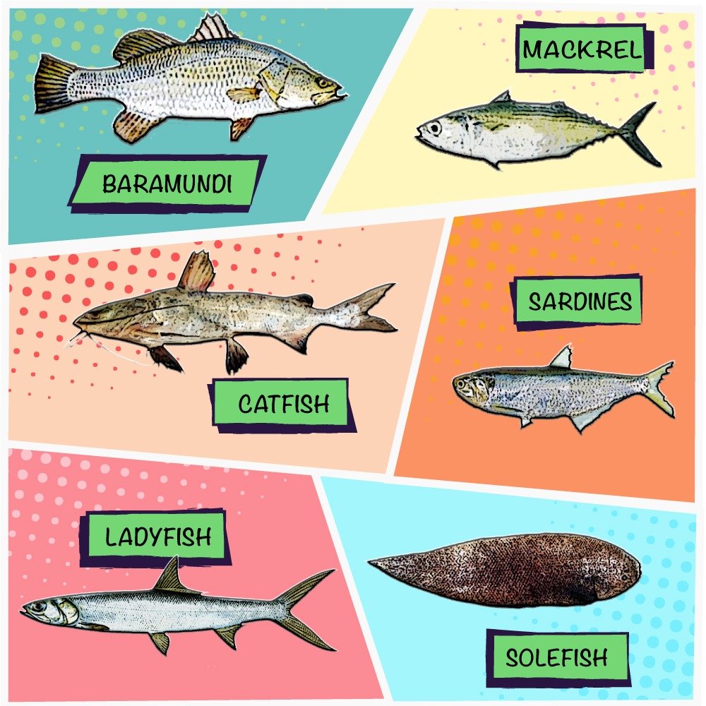 Know Your Fish on X: Some common fishes on the Indian west coast that are  less vulnerable to exploitation in February and are relatively more  sustainable seafood options. Refer to our pinned