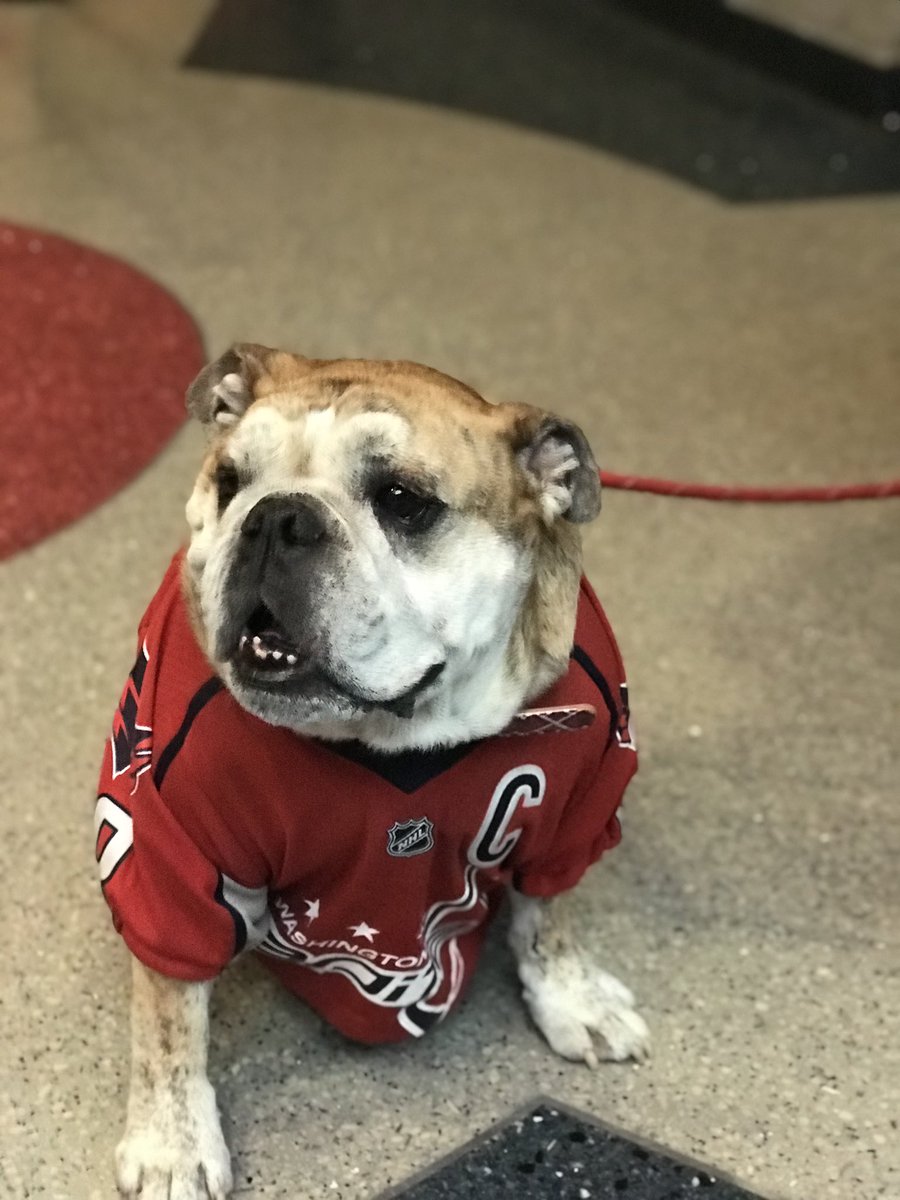 eapachuta's tweet photo. @OvietheBulldog June 2, 2018 ❤️ 🐾 https://t.co/rRQwJ0ZZ61