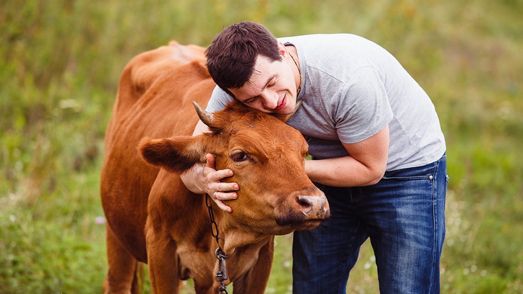 корова мужик. корова мужчина. мужчина доит корову. мужик доит корову. корова и человек.