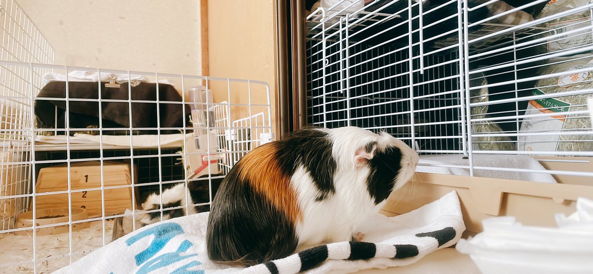 ai80vi's tweet photo. #モルモット #多頭飼い #みけくん 
今日はぎんくんをゲージへ。
見守るみけくん🥺
開けてほしくてキュイキュイ鳴いてます。 https://t.co/UwWWPJ7tWA