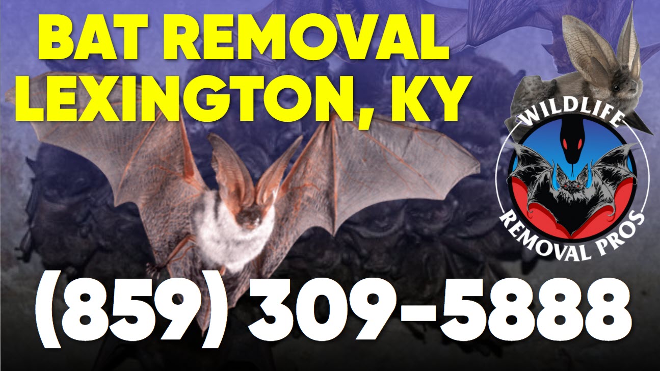animal-removal-lexington-kentucky-twitter