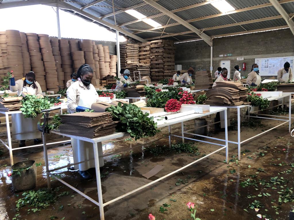 NLAgriKenya's tweet photo. Flower companies in Kenya are gearing up for Valentine's. Which flowers do you prepare to buy for your loved ones? #Valentine #Romance #Flowers #Roses #Timaflor https://t.co/fq9boLli4g
