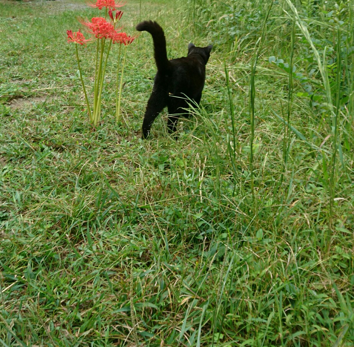 totallyblase's tweet photo. @RonPlacone My Luci -- Lucifer -- we live in Japan. Forget the beach, just bring home the fish . . . https://t.co/YcuK0YRD6Z