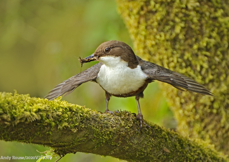 WildlifeTrusts's tweet photo. Let’s celebrate our wonderful wetland habitats and the species that call them home! Healthy wetlands support an abundance of plant life, which in turn provide perfect shelters and breeding grounds for wildlife 🌿 🐸  #WorldWetlandsDay https://t.co/LbfOLPUpPX https://t.co/AqsKYL3RZ5