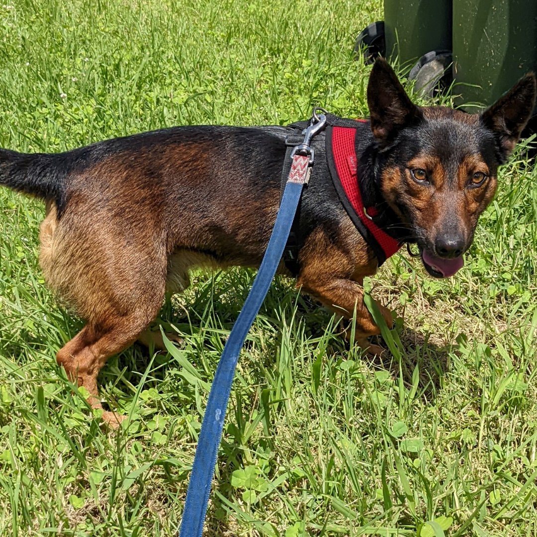 Little Lewis is the biggest social butterfly we know! A simple pat won’t do for Lewis, he wants to climb into that lap and get all the scratches he can for as long as he can
Learn more: sydneydogsandcatshome.org/animal/lewis/ 
R251000137
#AdoptDontShop