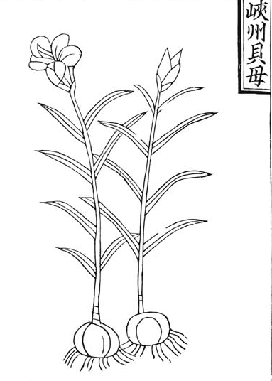 貝母ちゃん 