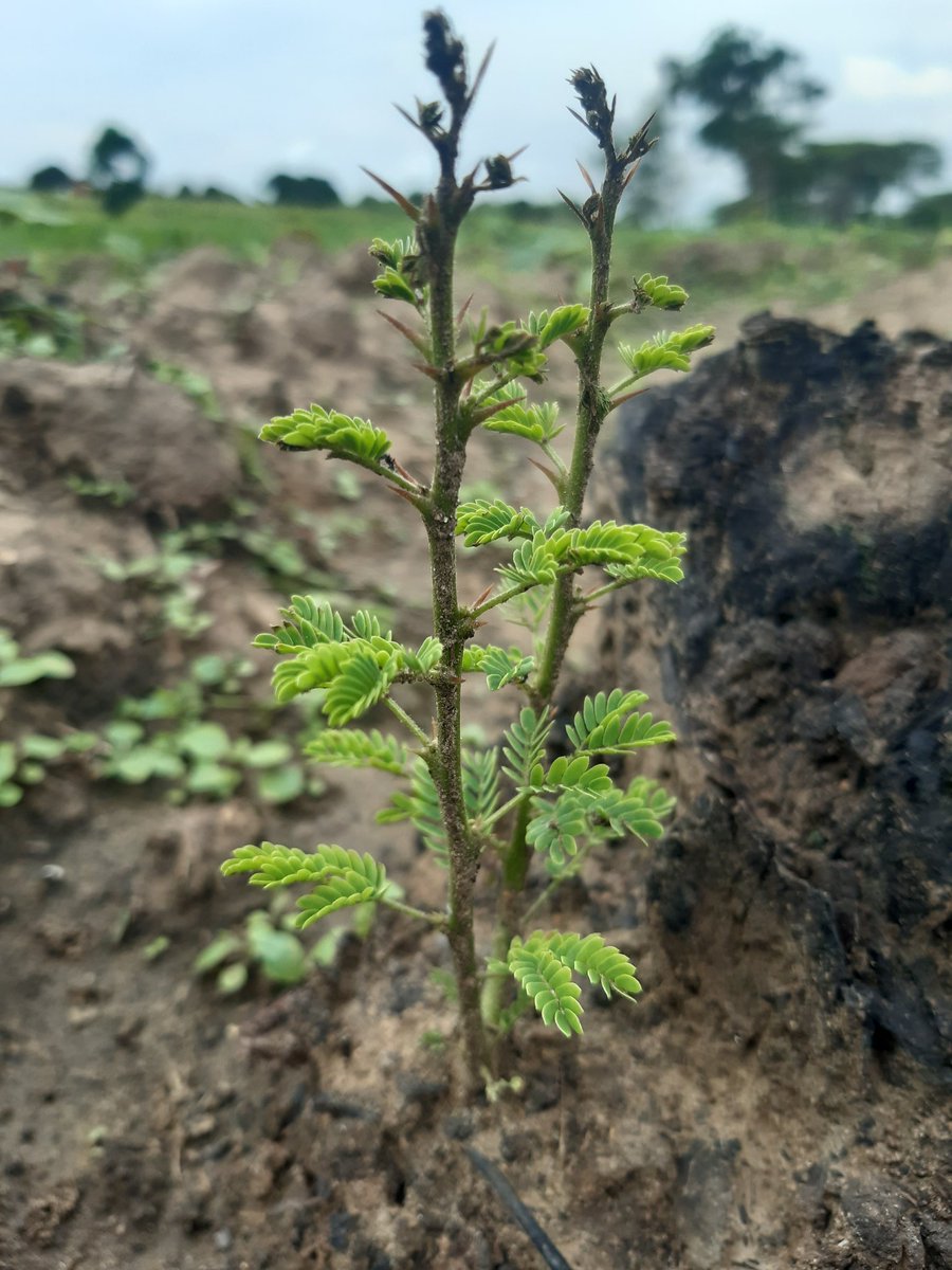 Plant, Protect 

#ClimateCrisis 
#ClimateEmergency 
#ClimateActionNow 
#plantingtrees 
#ClimateJustice