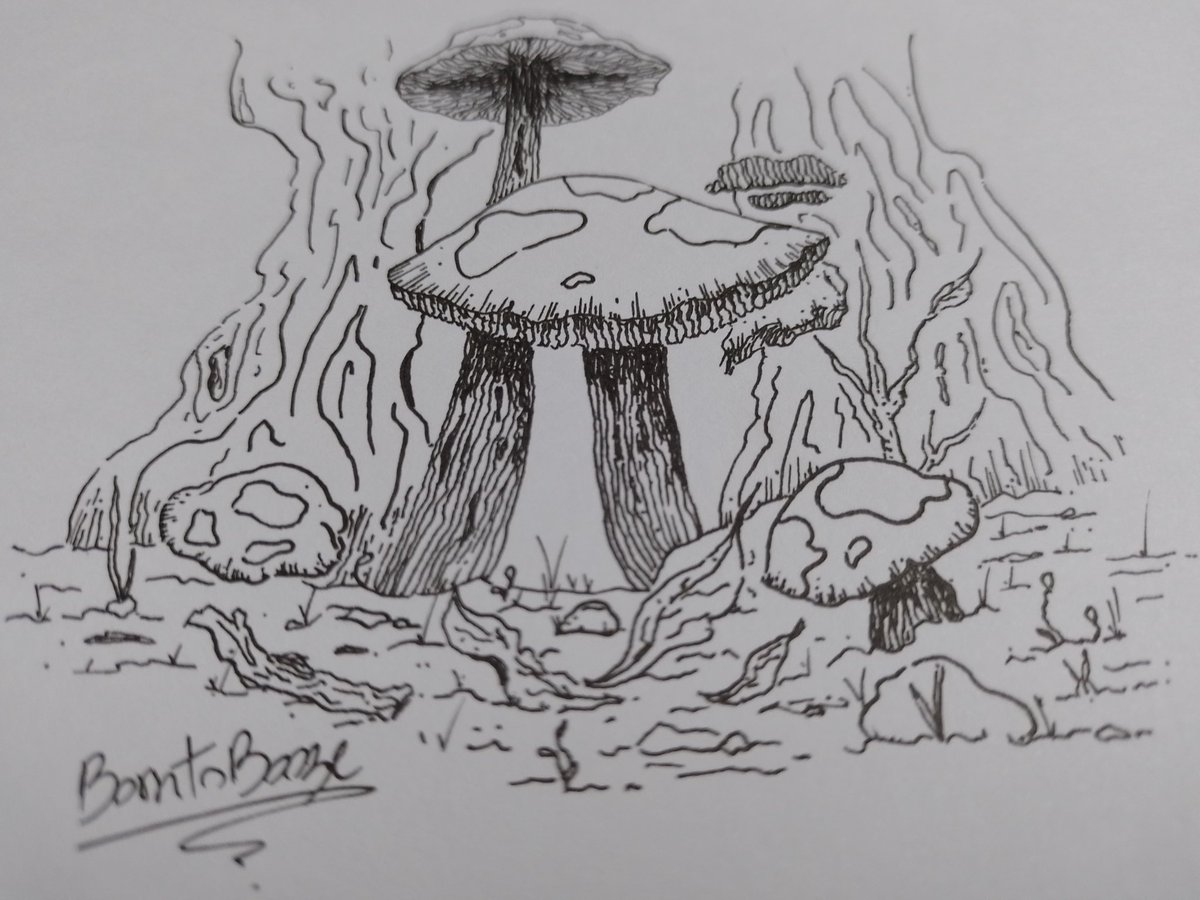 BornToBoozee's tweet photo. 🍄🐸🍄 https://t.co/CacZCnQ6LS