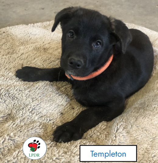 Hello, I am Templeton. 1 of 6 of the Charlotte's Web litter.  We are ready for adoption!  Check out and share!  luckypawsdogrescue.ca/fee-info-and-a…