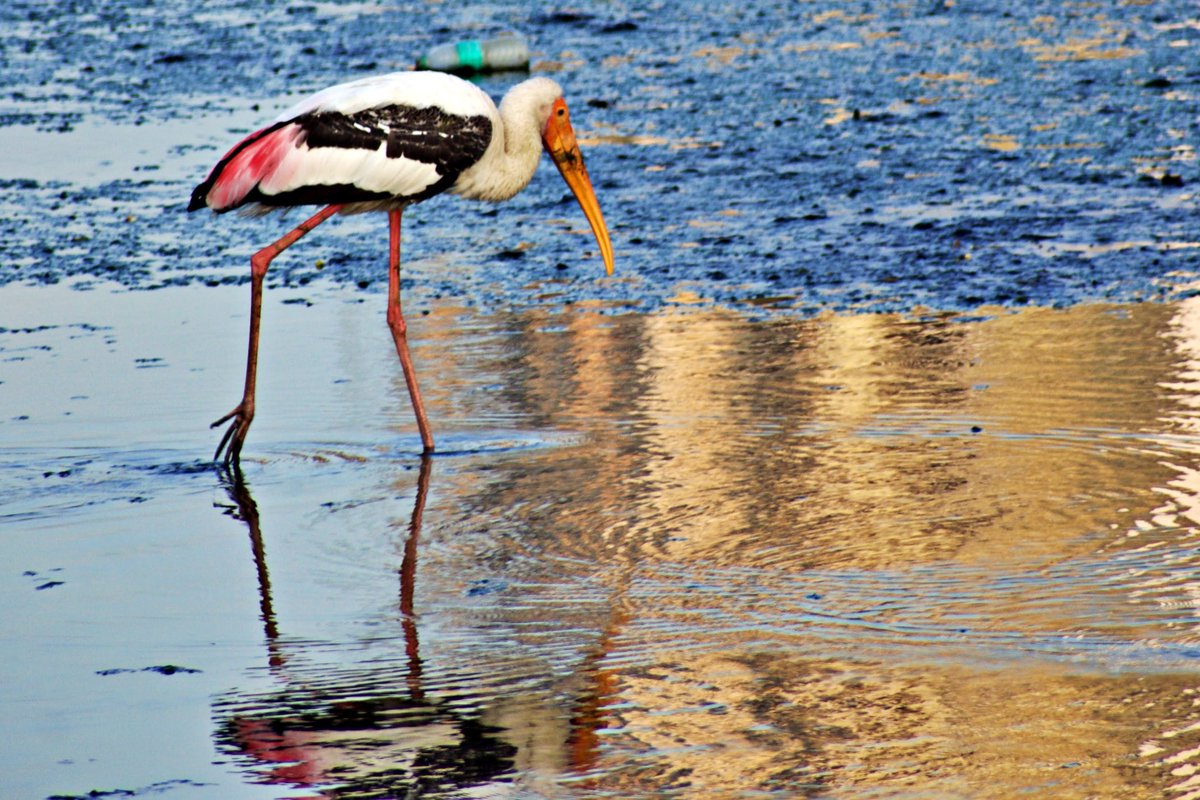 #WorldWetlandsDay #Indiaves <a href="/OrnithophileI/">Birds of India Rocky Singh</a>