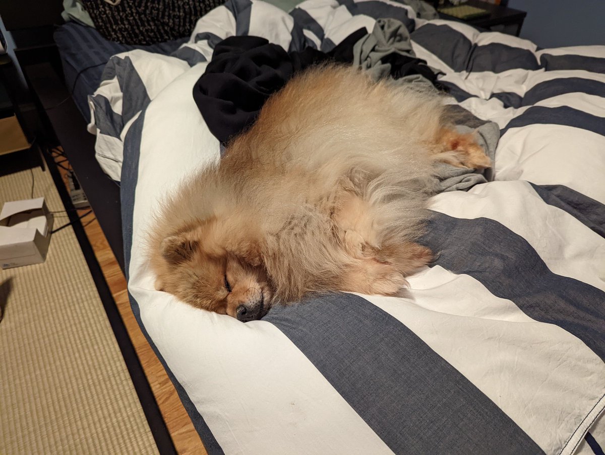 MaxDogwithaBlog's tweet photo. It's late, i slep https://t.co/e5lJQNDySA