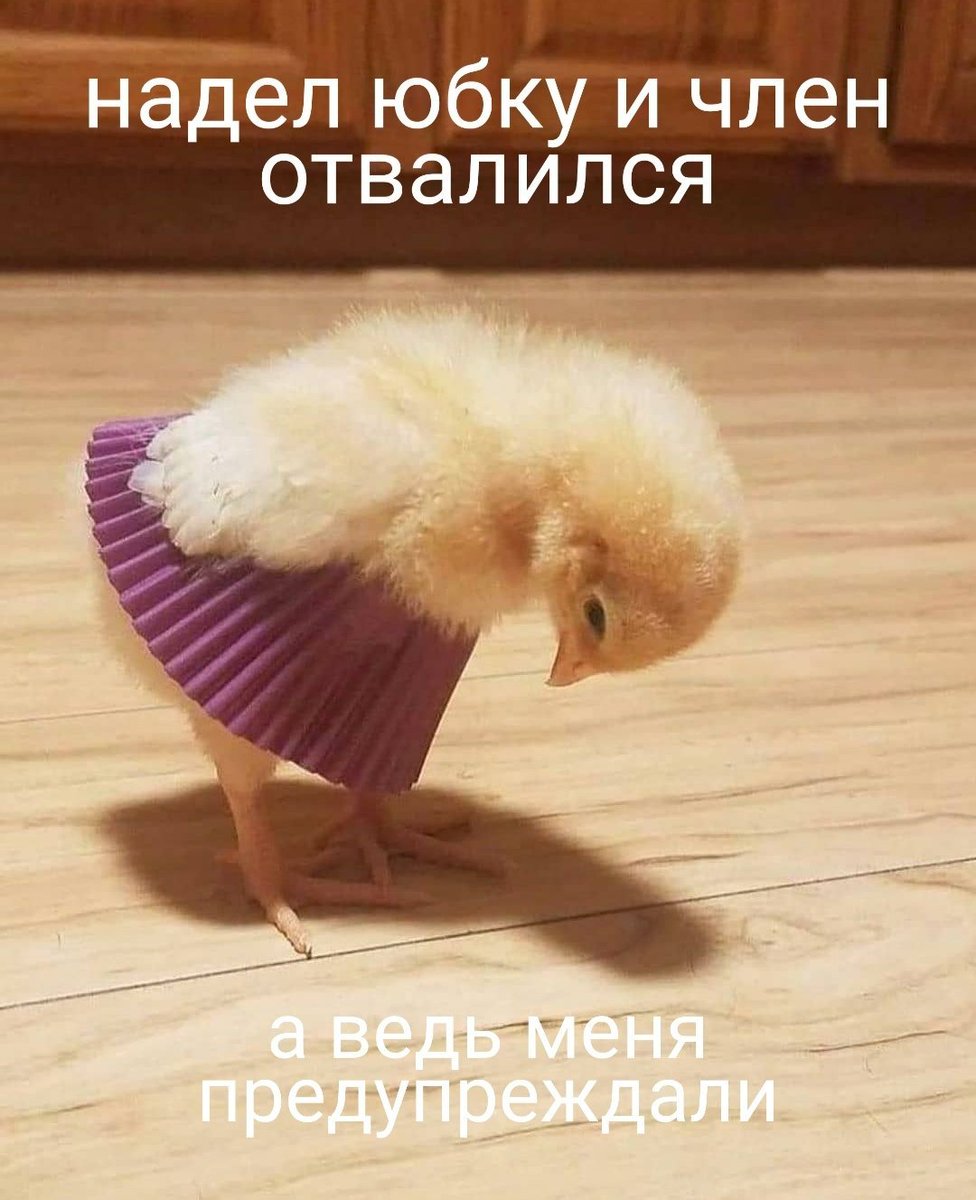 Мокрый цыпленок