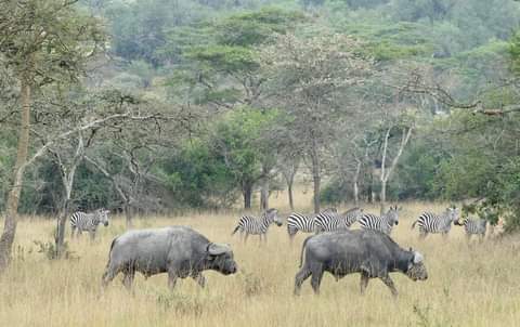 WildfriendsUG's tweet photo. This park is #Uganda's smallest national park and the nearest to #Kampala - so unique with biodiversity, a chance to sight #hippos, #giraffes, #elands, #zebras, #leopards, #lions, #hyenas - you can only see #impalas here  - #LakeMburoNP #VisitUganda #ExploreUganda 
📸Frederic https://t.co/XBBE8Qi396