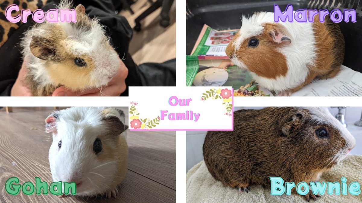 Humoschannel's tweet image. 子供9歳boy、7歳girlとモルモットのYoutube始めました。
良かったら見てくださいね〜
コチラ⬇
youtube.com/channel/UC5QZ8…