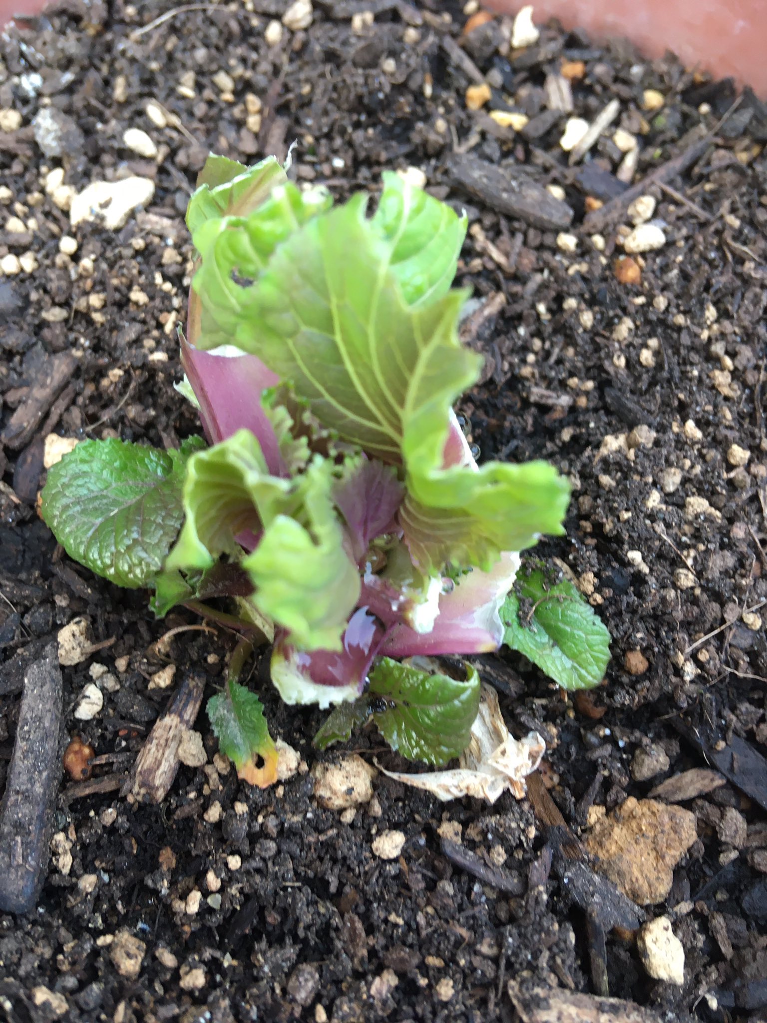 クロワン 悲報 細々と育てて 少しずつ摘んでいた小松菜 鳥に食べられる この季節 虫ではないので たぶんハトか 冬の鳥でしょう T Co Mz2stahwql Twitter