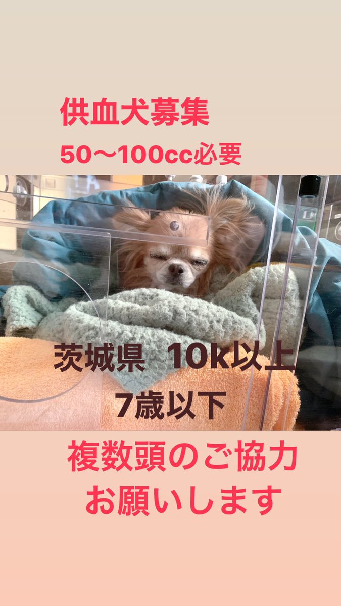 rinze_0808's tweet photo. ケリーの #DEA11マイナス #輸血 (50cc～100cc)が必要です。
#重度の貧血
#茨城 #水戸市 #チワワ
#輸血ドナー犬募集 #拡散希望RTお願いします #供血犬 #供血犬募集 #供血犬探してます #輸血犬 #輸血犬募集のお願い #輸血犬募集中 #拡散希望 #リンパ腫 #闘病犬 #重度の低血糖 #供血犬ドナー https://t.co/sjCKnhF50O