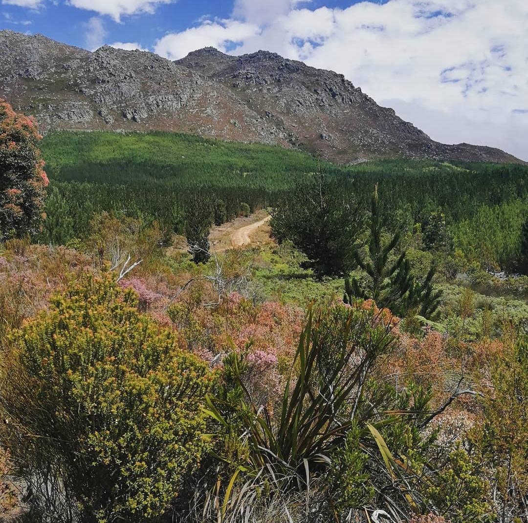 amylew_official's tweet photo. 🏞️🌍🍂☁️
#capetown #southafrica #naturephotography #naturelovers #nature_photo #photography #clouds #flowers #wildthings #mountains #beautifuldestinations #naturephoto #natureistrending #picoftheday #photooftheday #hottentotshollandmountains #hottentotshollandnaturereserve https://t.co/7J7shfmVpR
