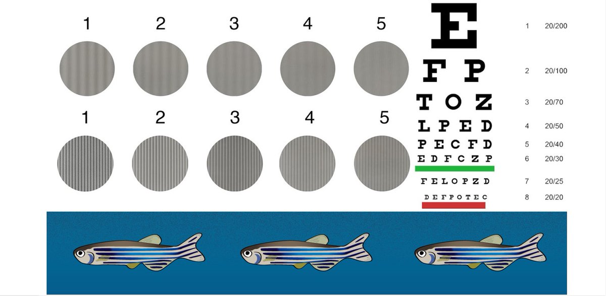 CRYSTAL3 CONSORTIUM (@crystal3project) on Twitter photo When a optometrist goes to a zebrafish lab, amazing things happen, like she develops methods to assess visual acuity & contrast sensitivity in the fish. Proudly published in <a href="/OpenResearch_EU/">Open Research Europe</a>
open-research-europe.ec.europa.eu/articles/1-92
<a href="/ocupharm/">Ocupharm Research Group</a> <a href="/OPGG_UCD/">Ocular Pharmacology</a> <a href="/MSCActions/">Marie Skłodowska-Curie Actions</a> <a href="/REA_research/">European Research Executive Agency</a> #InvestEUResearch When a optometrist goes to a zebrafish lab, amazing things happen, like she develops methods to assess visual acuity & contrast sensitivity in the fish. Proudly published in <a href="/OpenResearch_EU/">Open Research Europe</a>
open-research-europe.ec.europa.eu/articles/1-92
<a href="/ocupharm/">Ocupharm Research Group</a> <a href="/OPGG_UCD/">Ocular Pharmacology</a> <a href="/MSCActions/">Marie Skłodowska-Curie Actions</a> <a href="/REA_research/">European Research Executive Agency</a> #InvestEUResearch