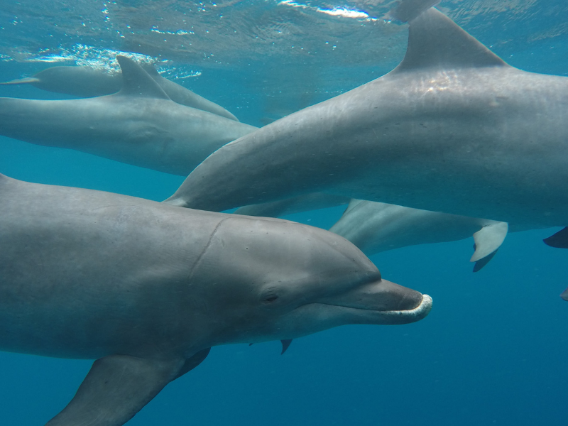 TuruhiCommunity's tweet photo. Have you ever swum with wild Dolphins?
How was your experience?
#swimwithdolphin #adventure #wanderlust https://t.co/B7Z2uVibmV