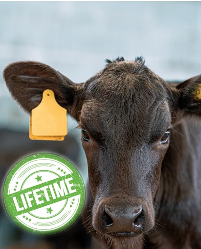 Dairy farmers are seeing the benefit of a lifetime calf contract. No marketing fees just a straight forward pricing structure. 

#businessofbeef #bladefarming #GBCalfweek