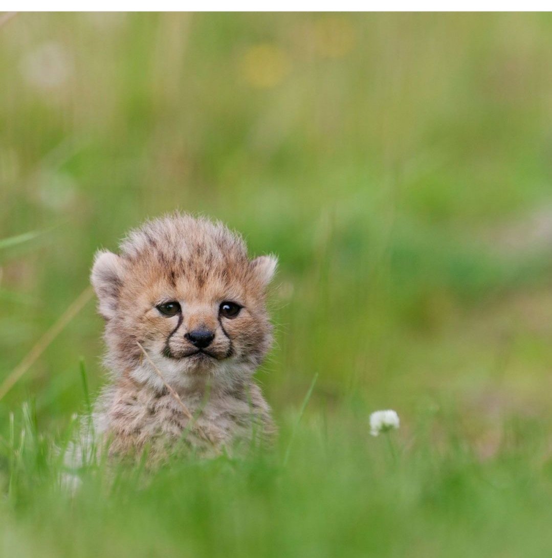 косуля спит. животные 80 минут. зоопарк в лондоне. гепард маленьеи фото маленькие. лондонский зоопарк (london zoo).