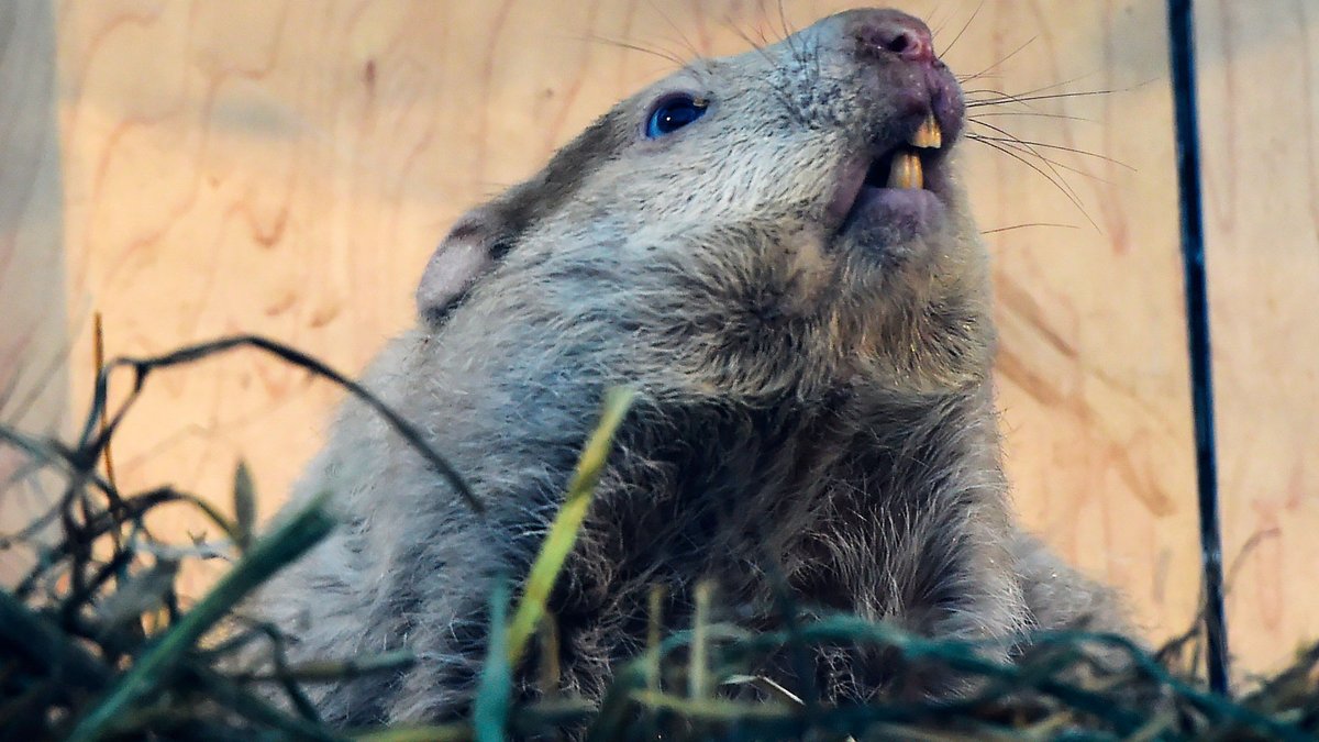 CP24's tweet photo. LIVE SOON: Wiarton Willie makes his prediction about winter
https://t.co/qLsyE4Yv3S https://t.co/gieqBri0ld