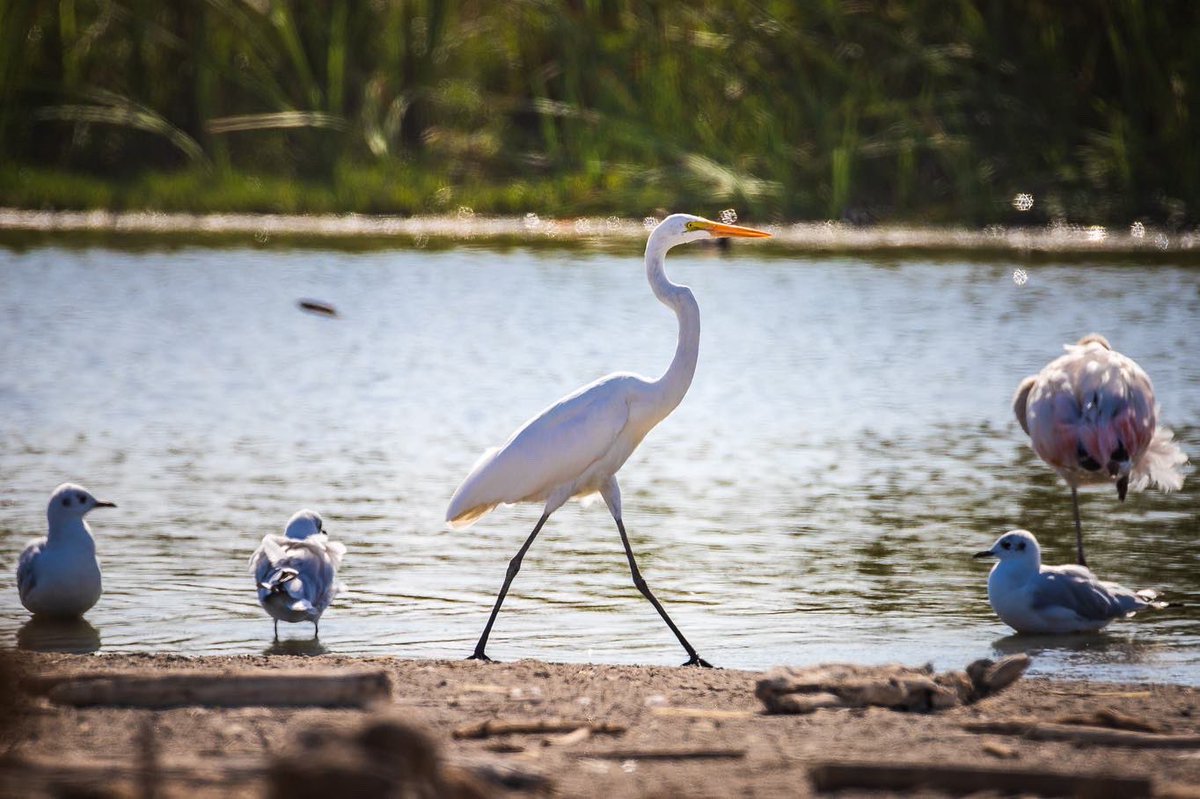 MuniArica's tweet photo. 🦩Algunas postales de nuestro Humedal del Río Lluta, el cual cuenta con guardaparques quienes resguardan y realizan labores socio educativas para las y los visitantes que concurren a esta reserva ecológica en #Arica 🌾 https://t.co/G11rW1bmge