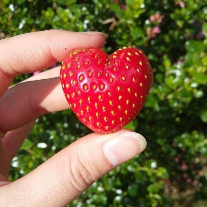 heart strawberry 🌸🌿🍓