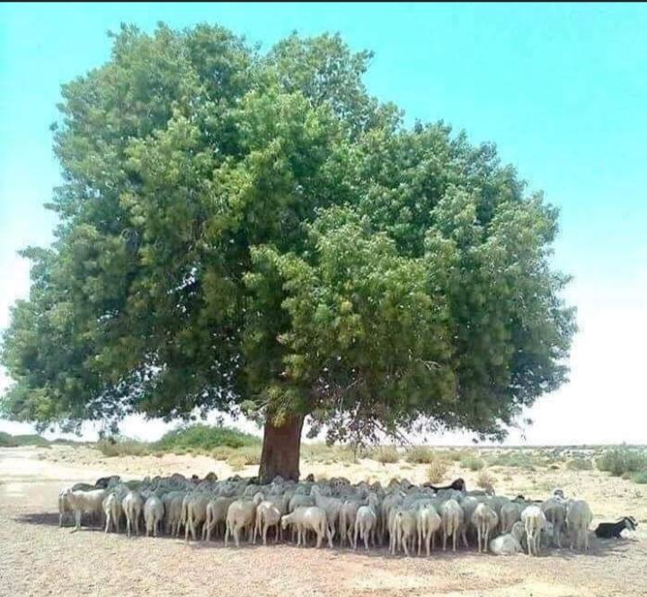 Universe7ven's tweet image. The importance of a tree 🌲

Tree = Mother&apos;s of humanity !!!🥰💖
#oxygenmachine #tree #plantfuture #savaearth #earthlife