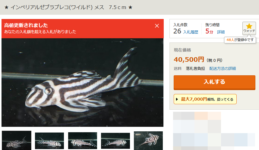 minaraioji's tweet photo. いまメス1匹でこんな高いの…💦
この間ワイルドペアで12万くらいで落札されていたし、インドネシアブリードが沢山入ってきているのにまだまだ高騰していますね🧐
#インペリアルゼブラプレコ #L046 https://t.co/QsjWzzUorL