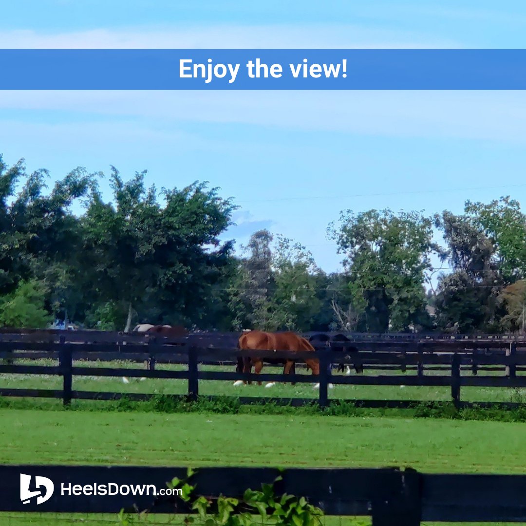 HeelsDownApp's tweet photo. Another great day at the barn. Enjoy the view! ❤️🐴

#heelsdownapp #heelsdown #horsebackriding #ridinglessons #dressage #hunter #jumper #showjumping
#barrelracing #polo #reining #WellingtonFL #PalmBeach #horsesofinstagram #WEF2022 https://t.co/qtkEjEXvBL