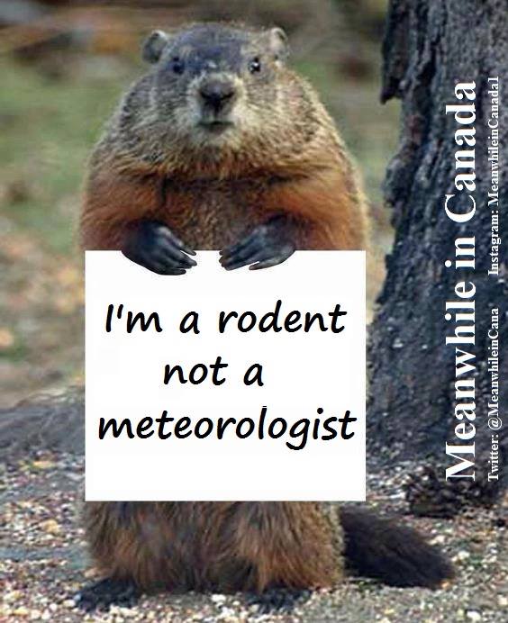 MeanwhileinCana's tweet image. Happy #GroundhogDay