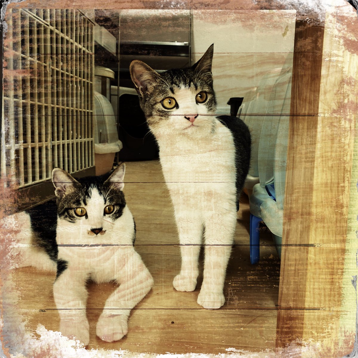 obi_wan_eclipse's tweet photo. Nice-looking brothers. #猫式 #cat #ShotoniPhone #Hipstamatic #G2 #Maple1880 https://t.co/A7yjWbVaKu
