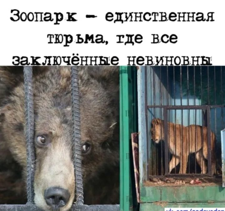 Эссе по английскому на тему животные в зоопарке. Зоопарк в казахстане животные. Плюсы и минусы зоопарков. Плюсы и минусы животных в зоопарке. Сообщение о зоопарке.