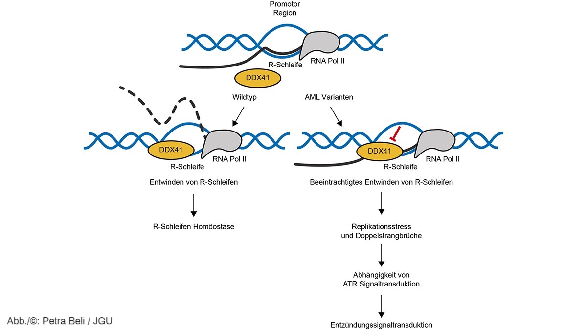 uni_mainz's tweet image. Zusammenhang zwischen überschüssigen #RLoops und #DNA-Schäden mit möglichen Krankheitsfolgen festgestellt uni-mainz.de/presse/aktuell… @imbmainz