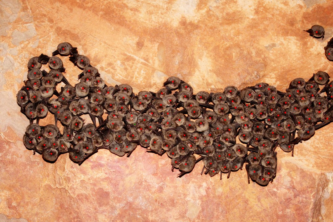 It can be very challenging to visually estimate numbers. The average of the 7 estimates is 206 while counting on the picture gives 158 individuals (maybe 159; green dot). That being said, counting on pictures is not always super easy either as some individuals can be hidden under