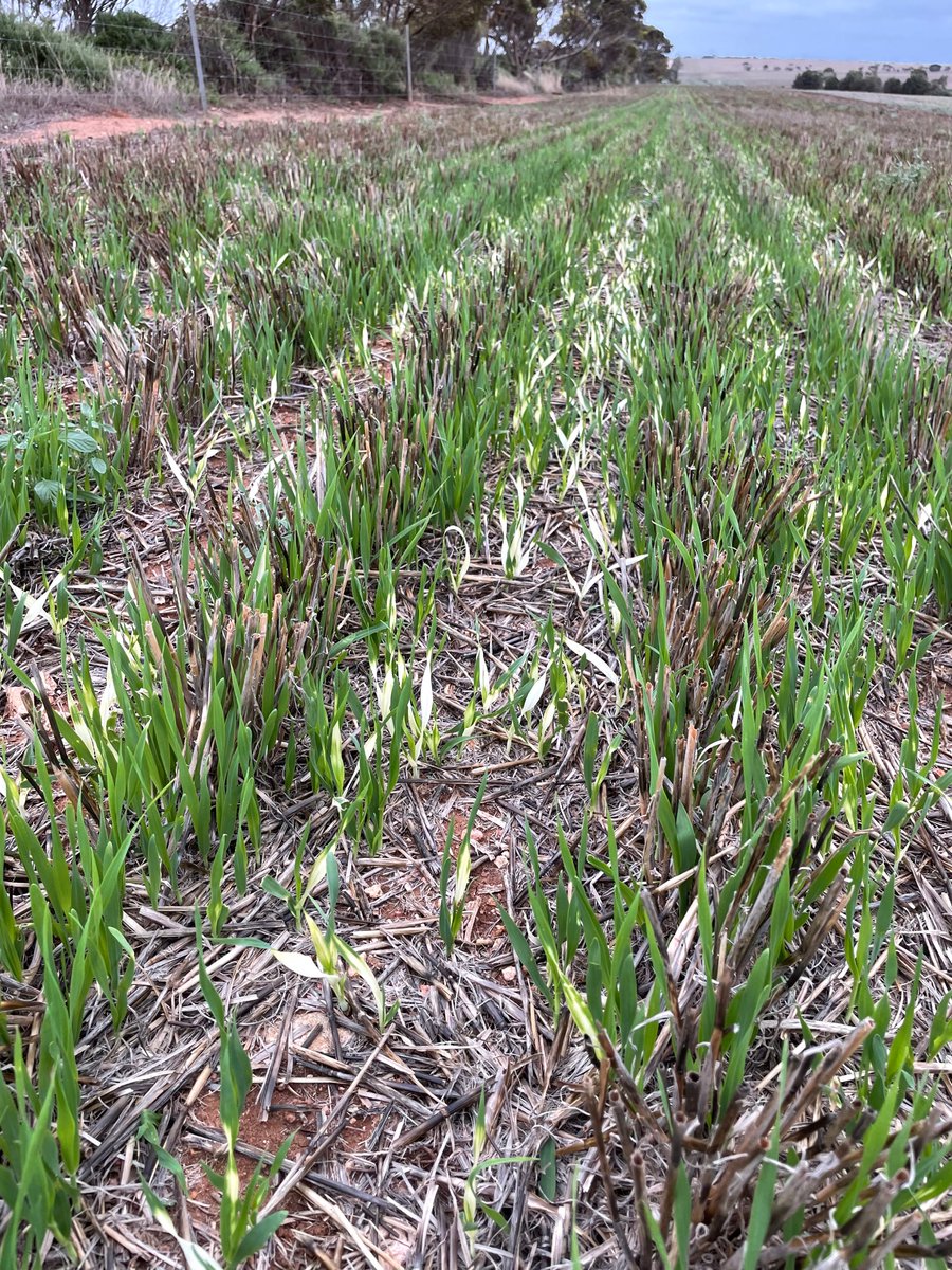 markswaffer1's tweet image. So it seems overwatch is keen to hang around. Volunteer Barley from recent rains still showing us it’s there.